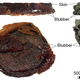 Comparisons of a modern porpoise sample of blubber (left and center) and the fossilized ichthyosaur blubber (right).